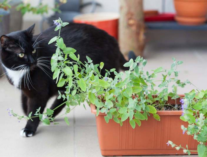 verpiss pflanzen kaufen katzenminze pflanzen