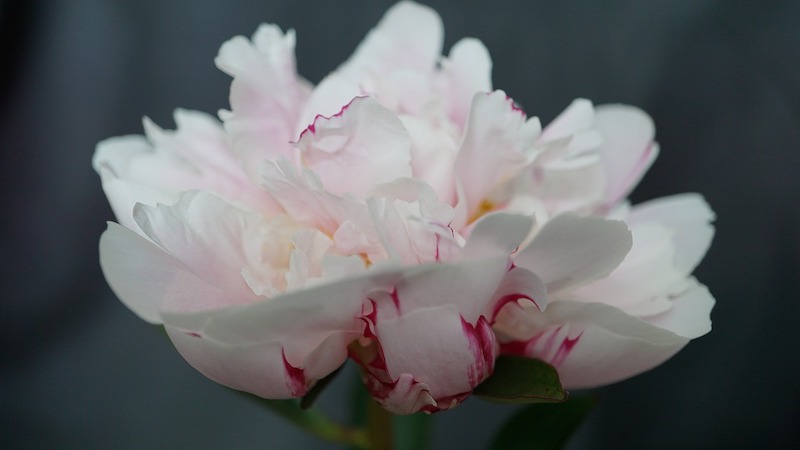 wann blühen pfingstrosen blühende pfingstrose im weiß und rosa auf dunklem hintergrund