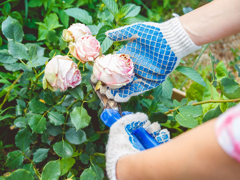 a woman caring for a rose garden