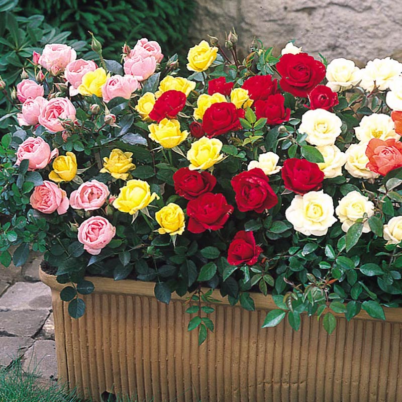 wann soll man im herbst rosen schneiden wie schneide ich rosen im herbst bunte rosen in großem topf