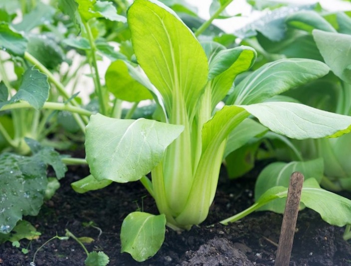 was kann man im september noch aussäen frischer chinasalat pak choi selber pflanzen