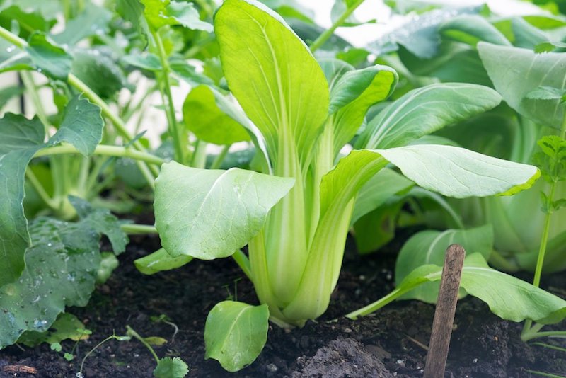 was kann man im september noch aussäen frischer chinasalat pak choi selber pflanzen