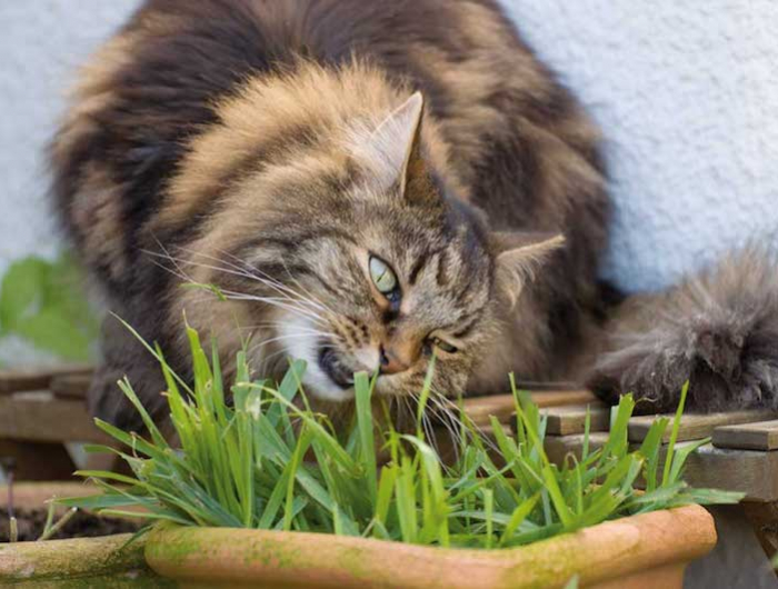 welche pflanzen gegen katzen im garten fluffige katze beißt an katzengras