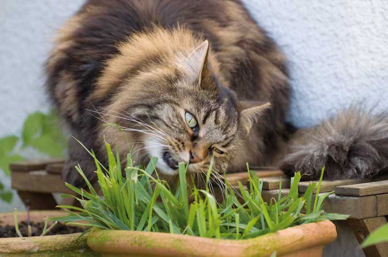 welche pflanzen gegen katzen im garten fluffige katze beißt an katzengras
