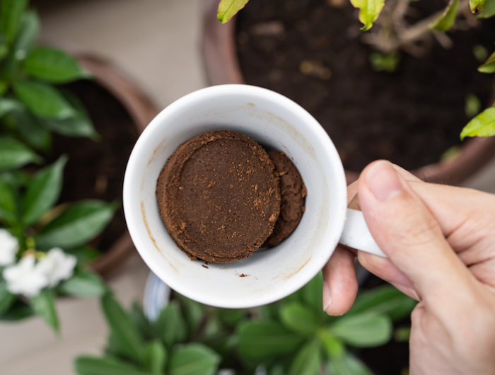 using coffee ground as a fertilizer