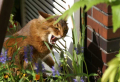 Pflanzen gegen Katzen - einfache Mittel, um die frechen Vierbeiner effektiv zu vertreiben