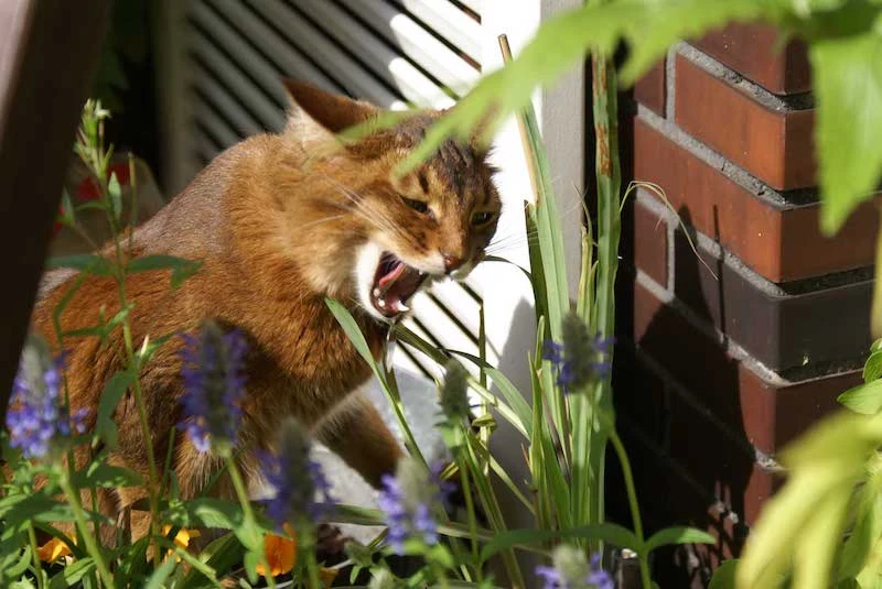 welche pflanzen kann ich gegen katzen pflanzen braune katze isst blumen