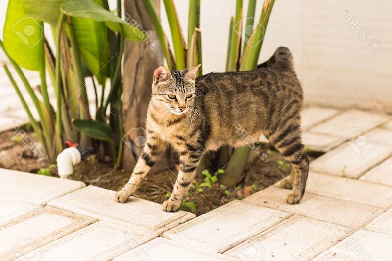 beautiful cat in the garden