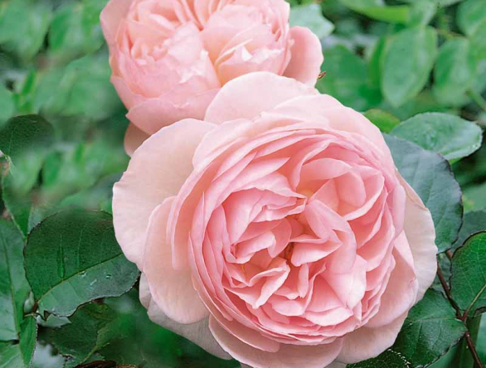 heritage david austin english rose