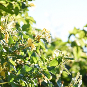 winterharte immergrüne kletterpflanzen für kübel der gelbe winterjasmin auf sonneschein im garten