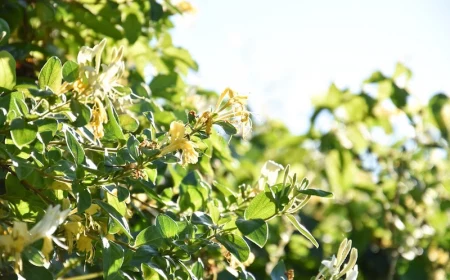 winterharte immergrüne kletterpflanzen für kübel der gelbe winterjasmin auf sonneschein im garten