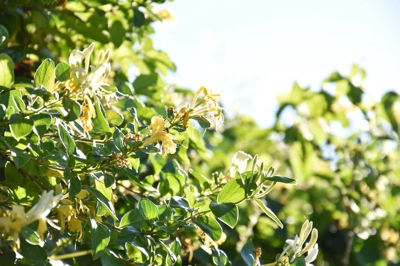 winterharte immergrüne kletterpflanzen für kübel der gelbe winterjasmin auf sonneschein im garten