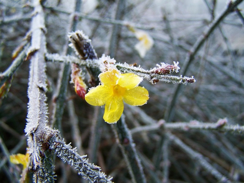 winterharte immergrüne kletterpflanzen für kübel der gelbe winterjasmin mit frost