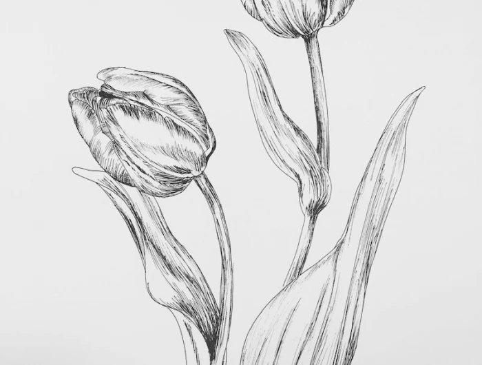 zeichenideen zwei tulpen mit blättern illustriert mit bleistift