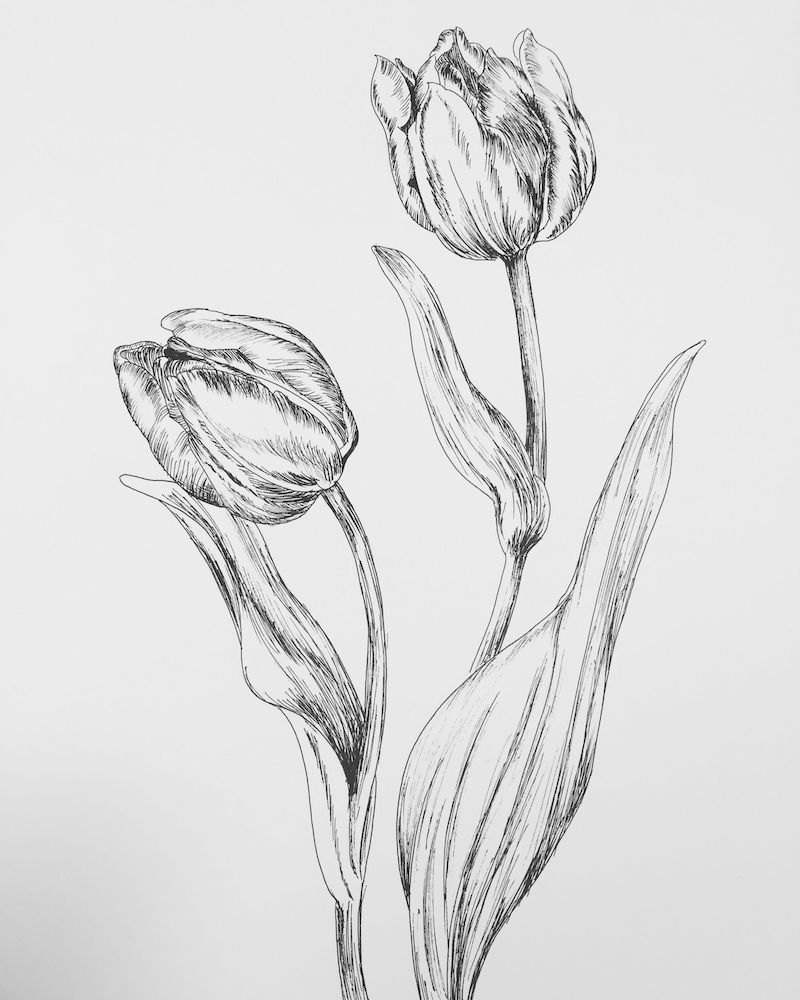 zeichenideen zwei tulpen mit blättern illustriert mit bleistift