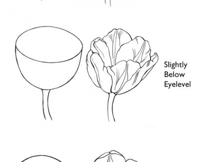zeichnen vorlagen tulpe von verschiedenen gesichtspunkten in drei positionen illustriert