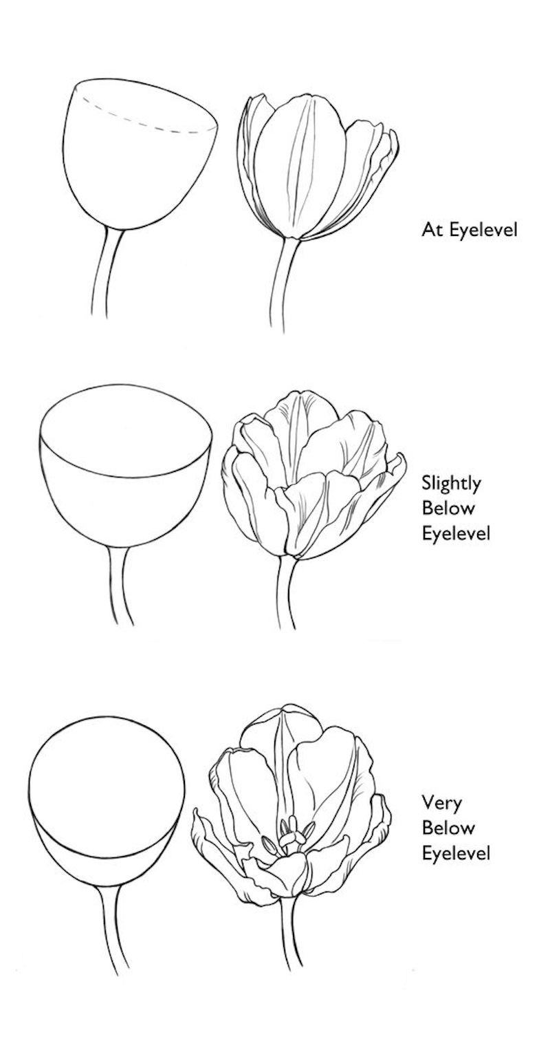 zeichnen vorlagen tulpe von verschiedenen gesichtspunkten in drei positionen illustriert