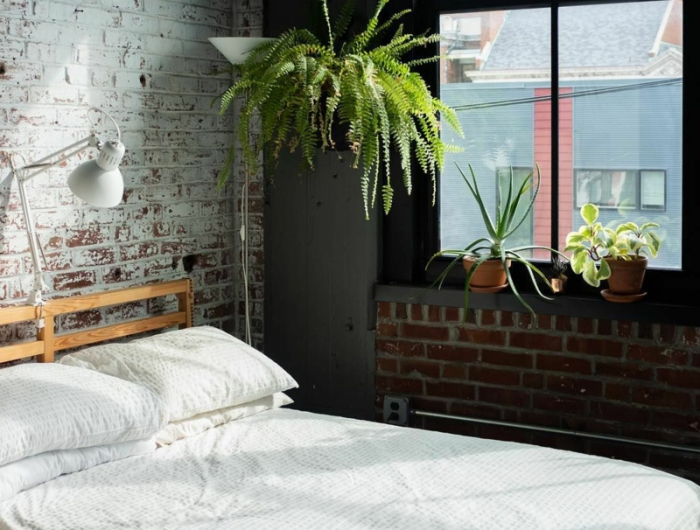 6 industrial style schlafzimmer luftreinigende pflanzen wählen nephrolepis exaltata