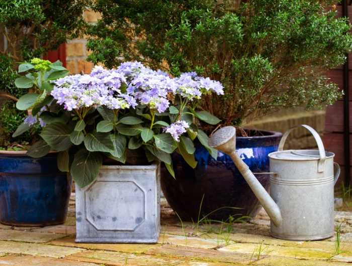 bauernhortensie hortensie gießen standort hortensie im kübel pflanzen violett