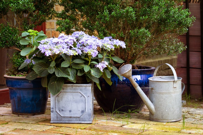 bauernhortensie hortensie gießen standort hortensie im kübel pflanzen violett