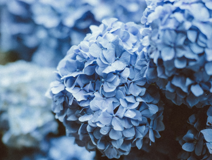 blume mit blauen blüten rispenhortensie schneiden im herbst