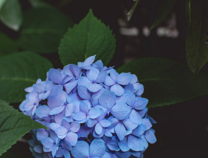 blumen im garten blaue blüten hortensien im topf pflegen und schneiden