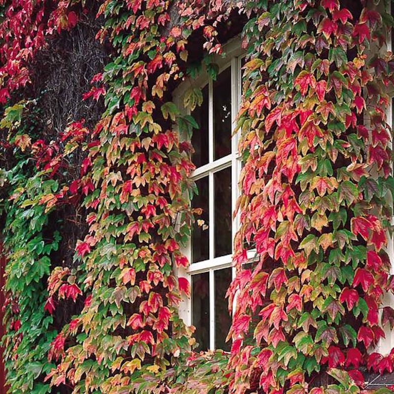 efeu fassade reinigen im herbst um dem fenster