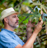 mature farmer picking figs