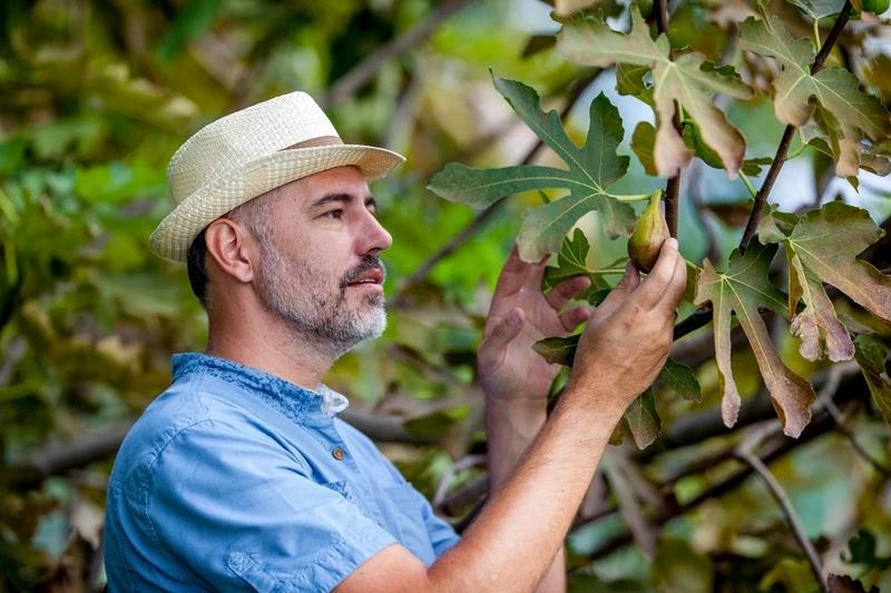 mature farmer picking figs