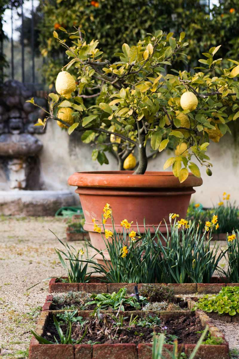 Zitronenbaum überwintern Informationen und Tipps