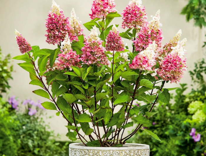 gartengestaltung mit hortensien hortensien im topf überwintern rispen hortensien rosa im topf