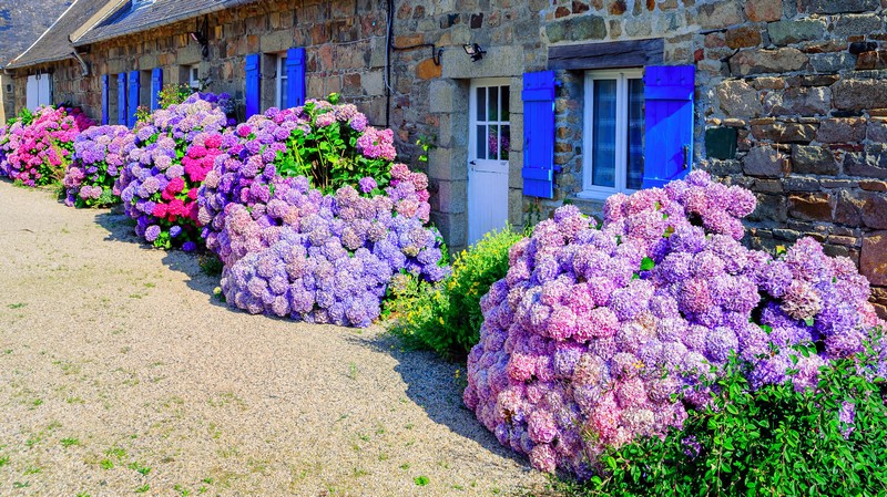 colorful hydrangeas flowers in a small village, brittany, france