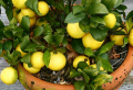 Zitronenbaum überwintern – Informationen und Tipps