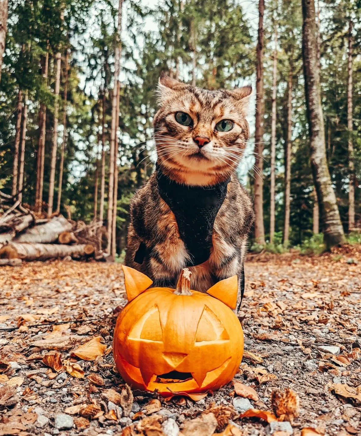 halloween kürbis schnitzen als katze lustige idee