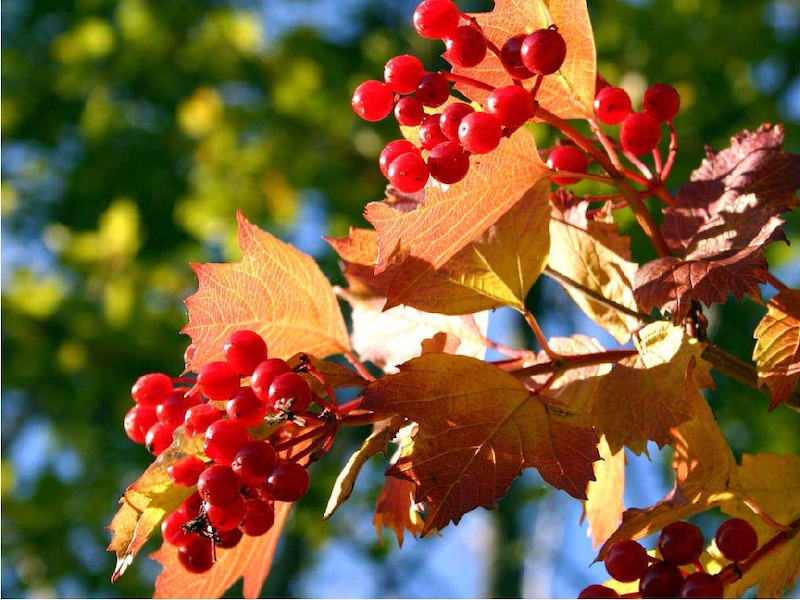 herbstliche tischdeko der gewöhnliche schneeball rote beere