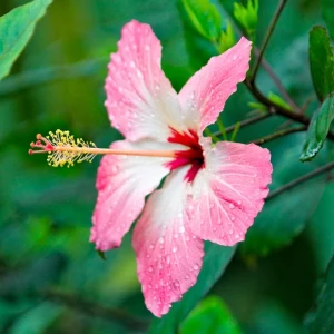 hibiskus schneiden gartentipps tipps für hobbygärter rosa blume