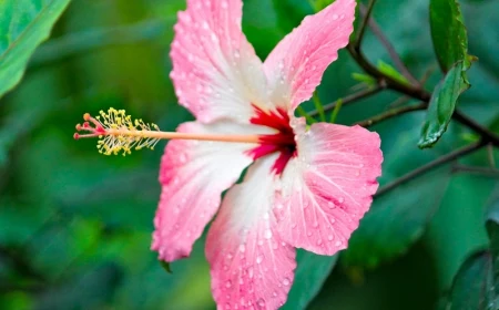 hibiskus schneiden gartentipps tipps für hobbygärter rosa blume