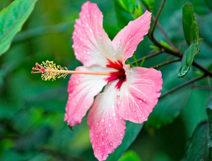 hibiskus schneiden gartentipps tipps für hobbygärter rosa blume