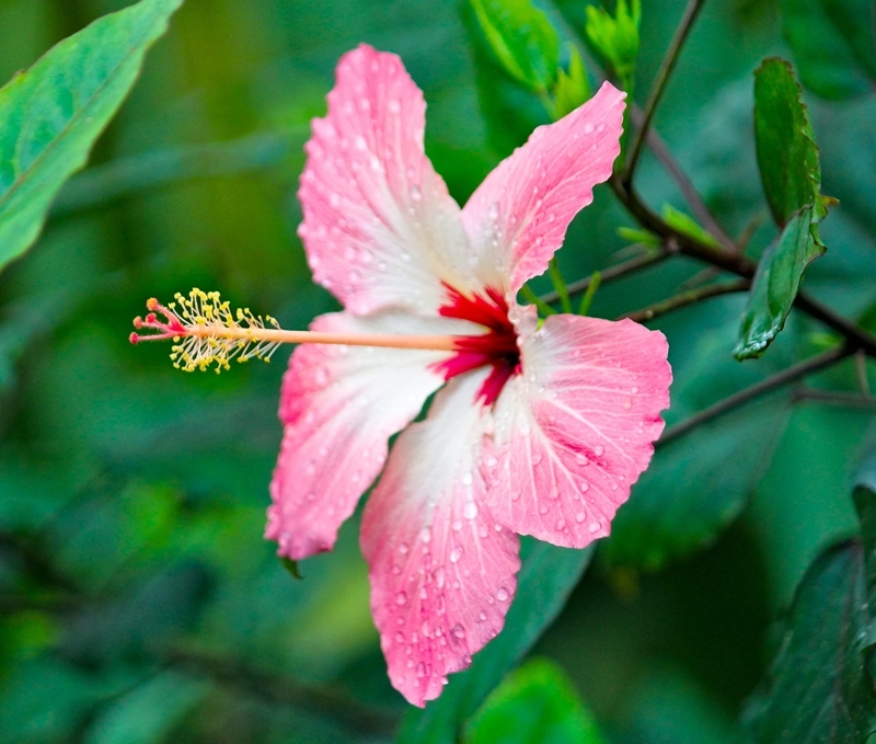 hibiskus schneiden gartentipps tipps für hobbygärter rosa blume