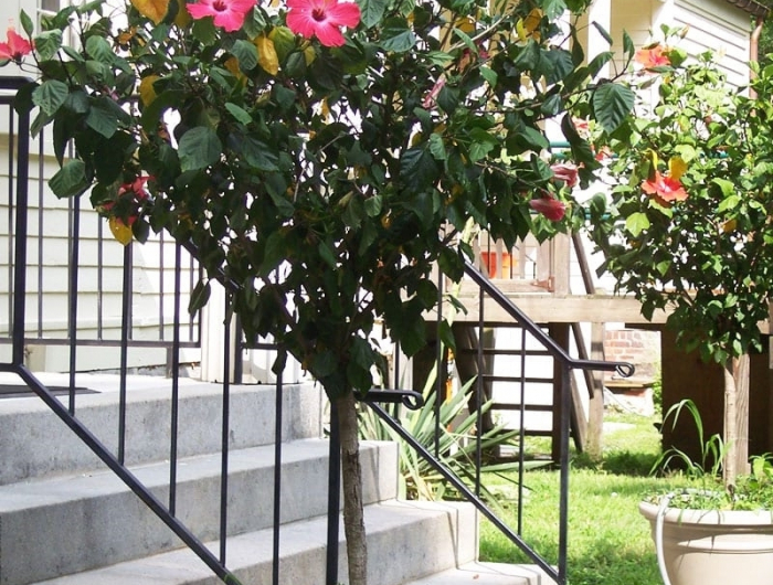 hibiskus schneiden tipps für hobbygärtner hibiskusbaum kleiner baum