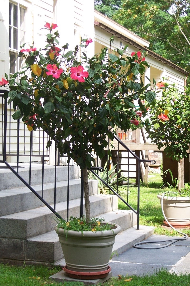 hibiskus schneiden tipps für hobbygärtner hibiskusbaum kleiner baum