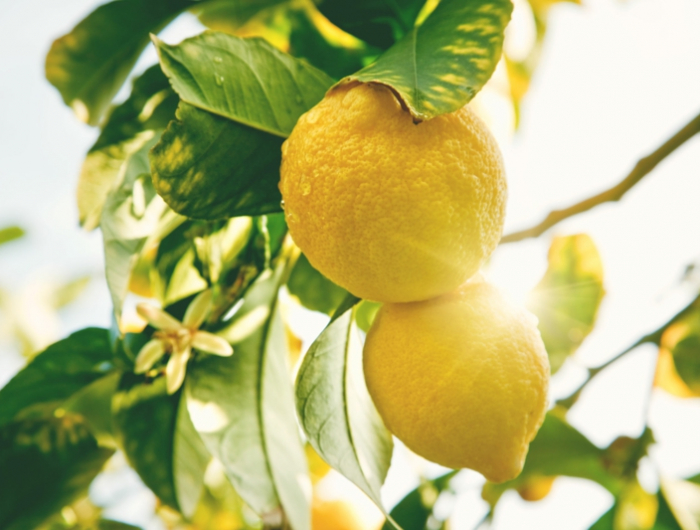 lemon. ripe lemons hanging on tree. growing lemon
