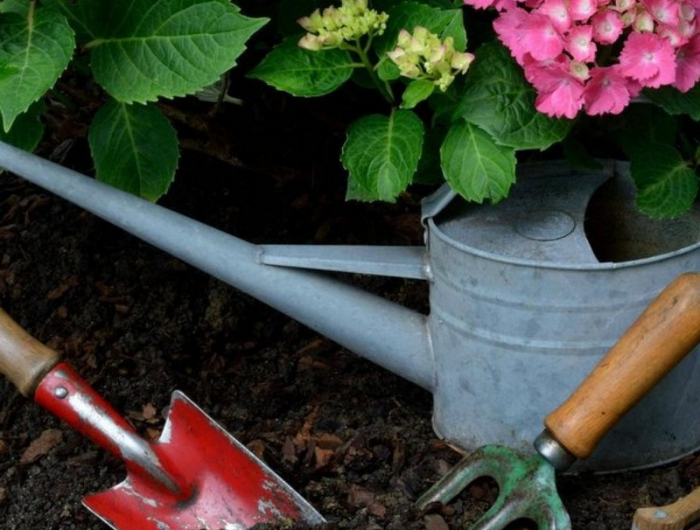 hortensien pflege wann schneidet man hortensien im topf zurück hortensien pflanzen im garten