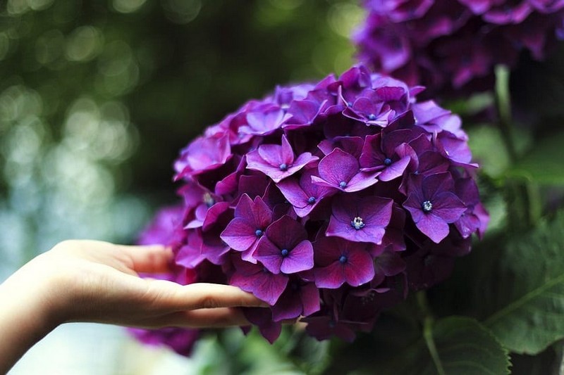 hortensien überwintern wie schneidet man bauernhortensien kugel hortensienblüte violett