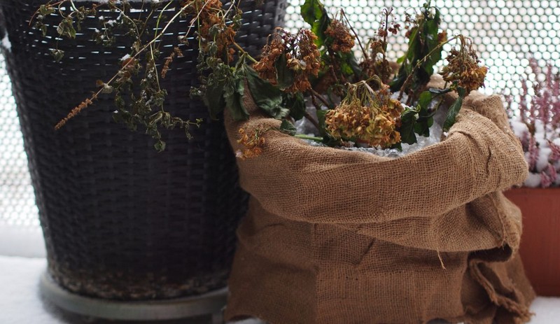hortensien winterhart hortensien im topf überwintern wie viel kälte vertragen hortensien hortensien für den winter packen