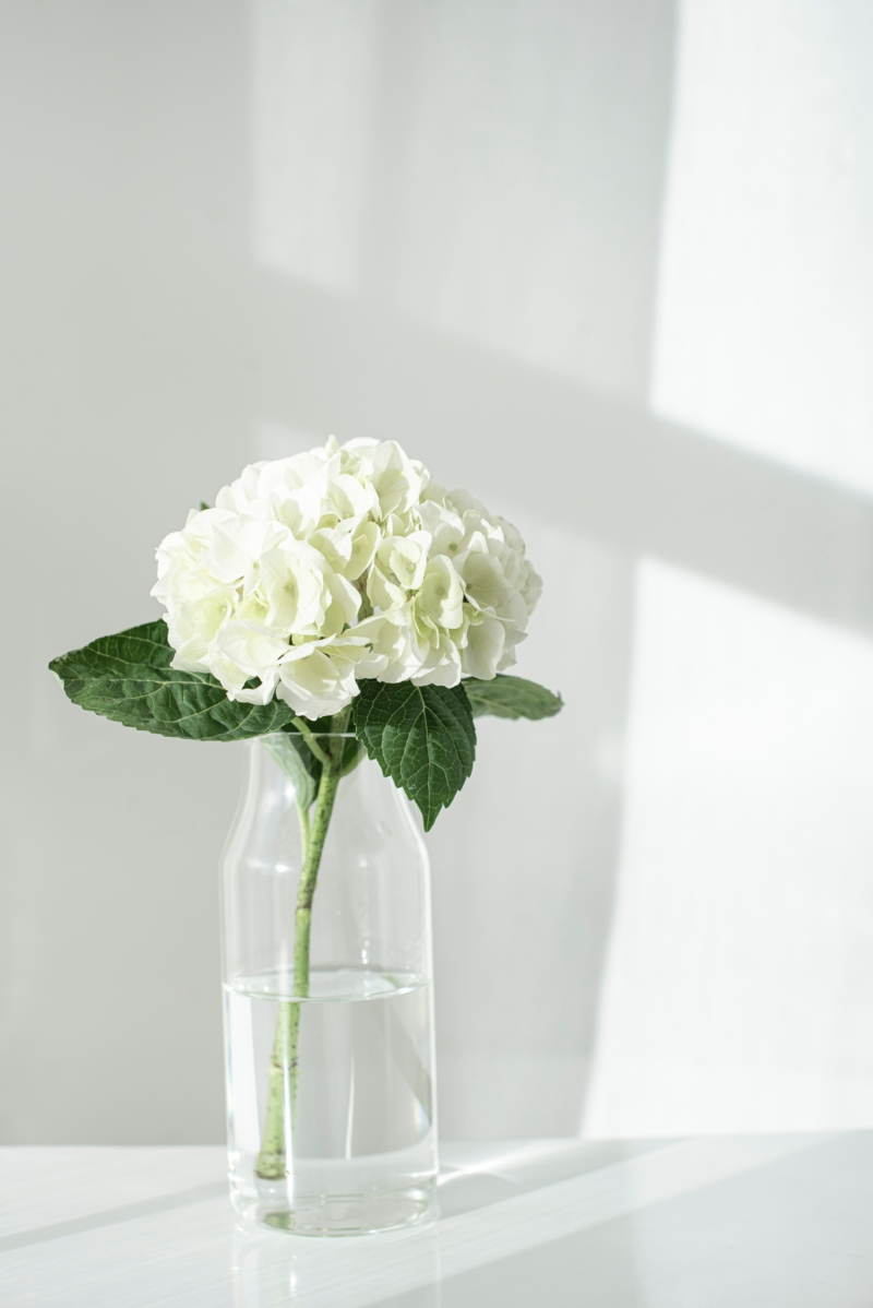kleine vase mit weißer blume hortensien blüten abschneiden