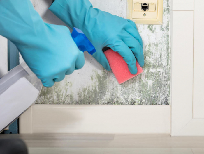 person hand cleaning moldy wall