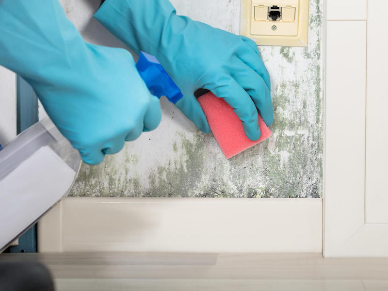 person hand cleaning moldy wall