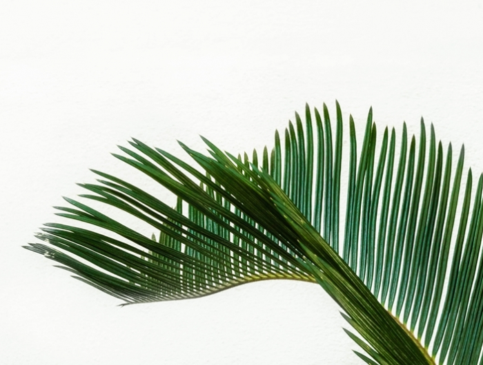 luftfeuchtigkeit in der wonhnung palme großes pflanzenblatt blatt