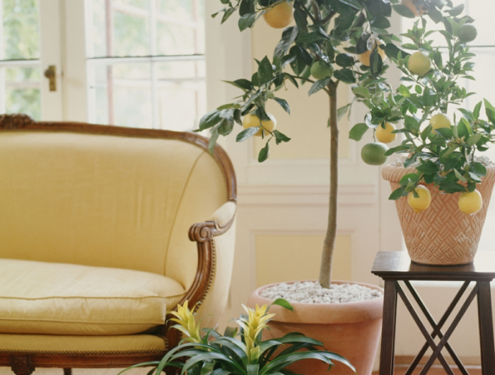 potted lemon tree next to a settee.